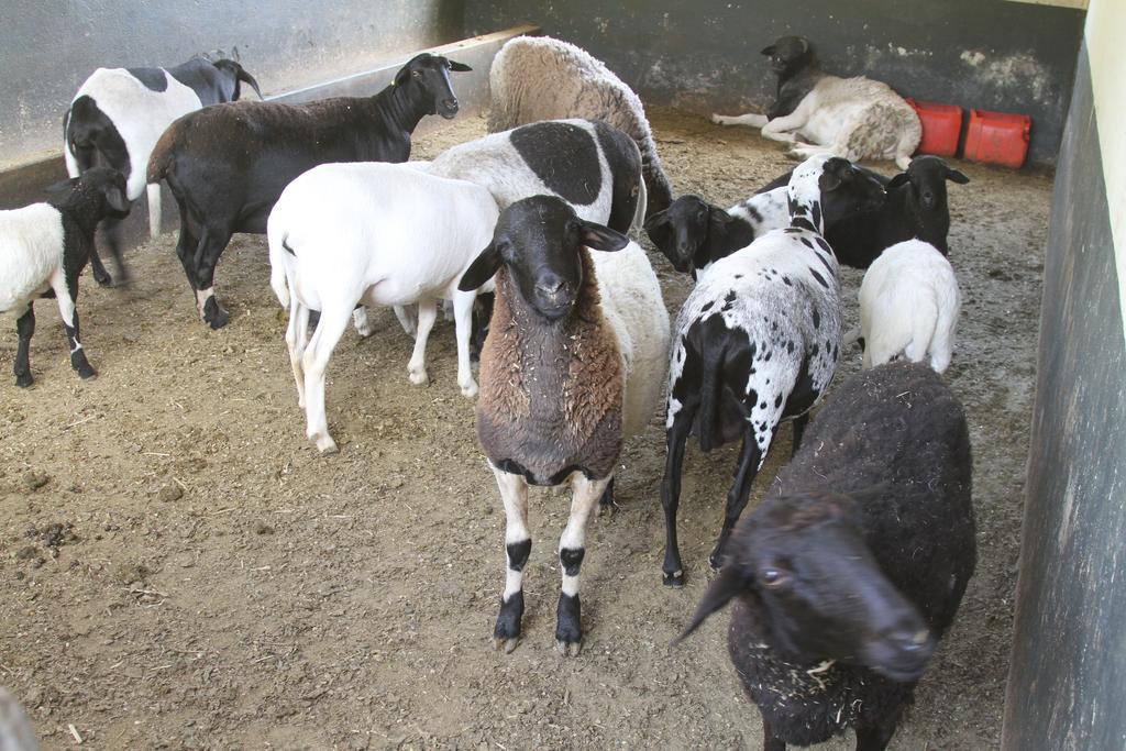 Hotel Fazenda Parque Dos Sonhos Socorro  Kültér fotó